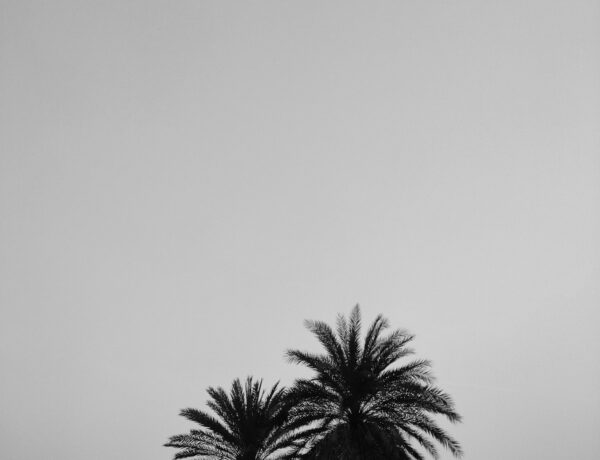 Minimalist black and white photo of palm trees in Ghatshila, India, offering ample copy space.