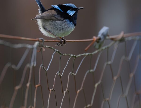 superb fairywren, fairywren, wren, bird, malurus cyaneus, blue wren, wildlife, wild, bird watching, ornithology, avian, nature, male bird, animal, perched, wire fence, australia, australian, wren, bird, bird, bird, bird, bird, nature, nature